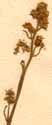 Saxifraga pensylvanica L., blomställning x8