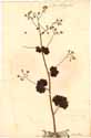 Saxifraga rotundifolia L., framsida