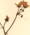 Saxifraga rotundifolia L., inflorescens x8