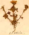 Saxifraga sedoides L., närbild x5