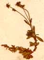Saxifraga sedoides L., närbild x6