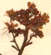 Saxifraga sp., blomställning x8