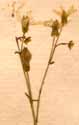 Saxifraga stellaris L., inflorescens x8