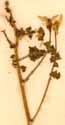 Saxifraga stellaris L., blomställning x8