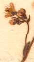 Saxifraga umbrosa L., blomställning x8