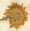 Scabiosa arvensis L., blomkorg x8