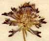 Scabiosa atropurpurea L., blomkorg x7