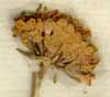 Scabiosa gramuntia L., inflorescens x8