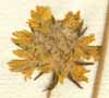 Scabiosa palaestina L., blomkorg x6