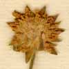 Scabiosa succica L., inflorescens x8