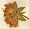 Scabiosa sylvatica L., inflorescens x8