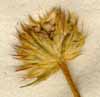 Scabiosa transylvanica L., blomställning x8