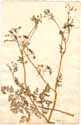 Scandix anthriscus L., framsida