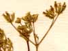 Scandix anthriscus L., flower x8