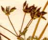 Scandix anthriscus L., blomställning x8