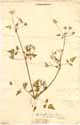 Scandix cerefolium L., front