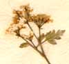 Scandix cerefolium L., flowers x8