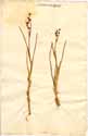 Scheuchzeria palustris L., framsida