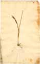Scheuchzeria palustris L., front