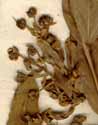Schinus areira L., inflorescens x8