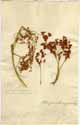 Schoenus cymosus Willd., framsida