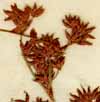 Schoenus cymosus Willd., ax x6
