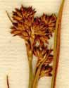 Schoenus mariscus L., ax x5