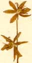 Scilla amoena L., blomställning x8