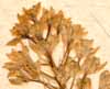 Scilla italica L., inflorescens x8