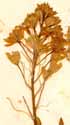 Scilla italica L., blomställning x8