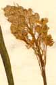 Scilla italica L., inflorescens x6