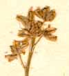Scilla obtusifolia Poiret, inflorescens x8