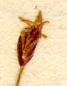 Scirpus acicularis L., spike x8