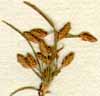 Scirpus autumnalis L., spike x8