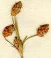 Scirpus ferrugineus L., ax x8