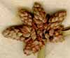 Scirpus mucronatus L., ax x8