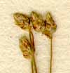 Scirpus setaceus L., spike x8
