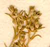 Scleranthus annuus L., inflorescens x8