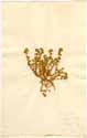 Scleranthus  annuus L., framsida