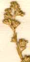 Scleranthus annuus L., inflorescens x8