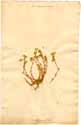 Scleranthus perennis L., front