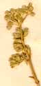 Scleranthus perennis L., inflorescens x8