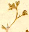 Scleranthus perennis L., blomställning x8