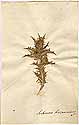Scolymus hispanicus L., framsida