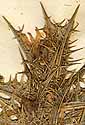 Scolymus hispanicus L., blomställning x8