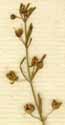 Scoparia dulcis L., blomställning x8