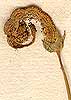 Scorpiurus vermiculata L., fruit x8