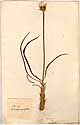 Scorzonera angustifolia L., front