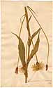 Scorzonera angustifolia L., framsida