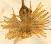Scorzonera picroides L., blomställning x7